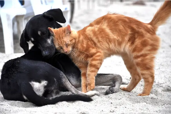 A Jornada da Adoção Consciente de Animais