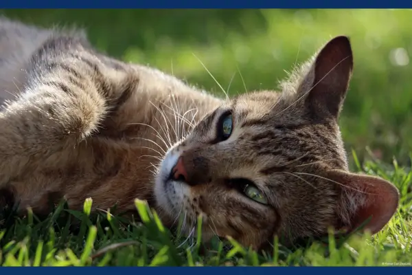 Cuidados com Animal Resgatado: Dicas e Orientações