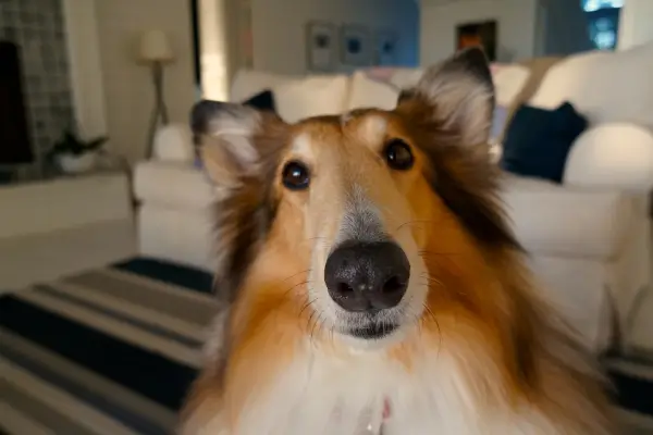 Como Cuidar do seu Novo Melhor Amigo Peludo
