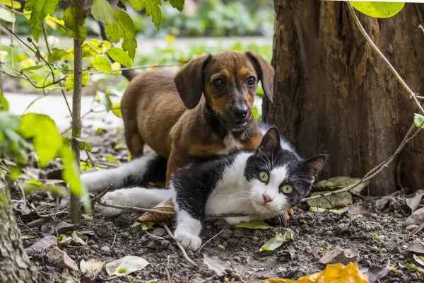 Prevenção de problemas em Animais Resgatados