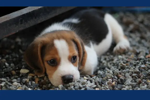 Como Manter Ótimo o seu Animal de Estimação Resgatado