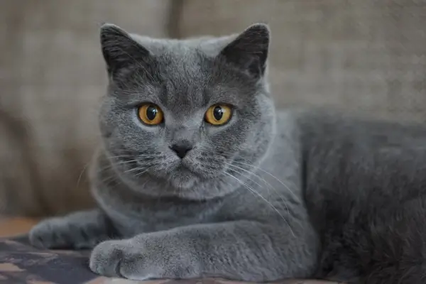 Desafios Comuns nos Cuidados com Animais