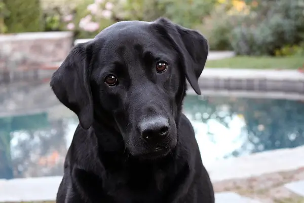 O Papel da Nutrição na Saúde dos Animais Resgatados