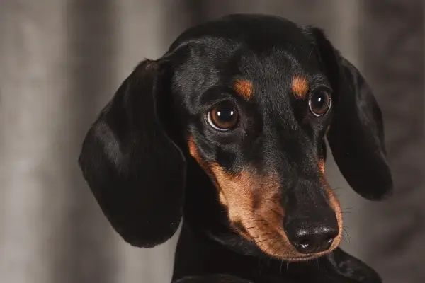 Mantendo o Bem estar seu Animal em Dia