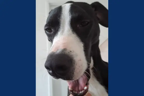 O Resgate do Cachorrinho Gekko