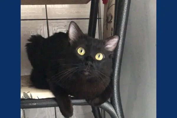 A História Emocionante do Gatinho Klaus