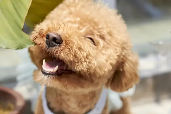  Laços que Superam Desafios: Resgate e Adoção do Poodle Pingo
