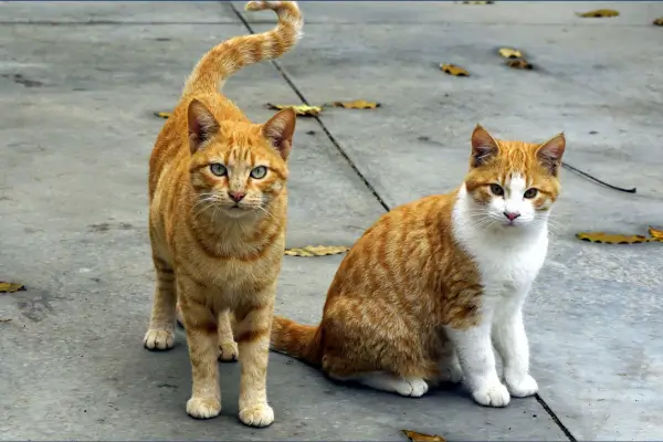 De Sobreviventes a Protetores: Abandono e Resgate de Dois Felinos