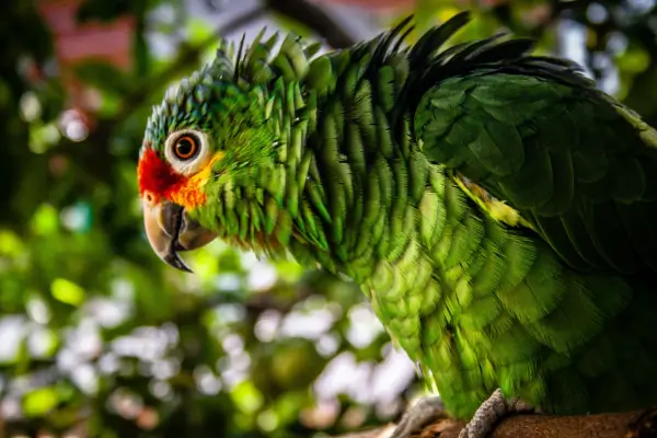 Papagaio Chico