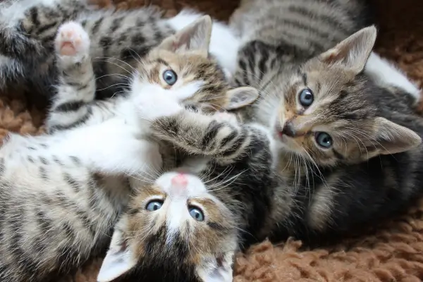 Oito Gatinhos Resgatados