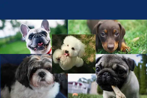 Melhores Cachorros para Apartamento
