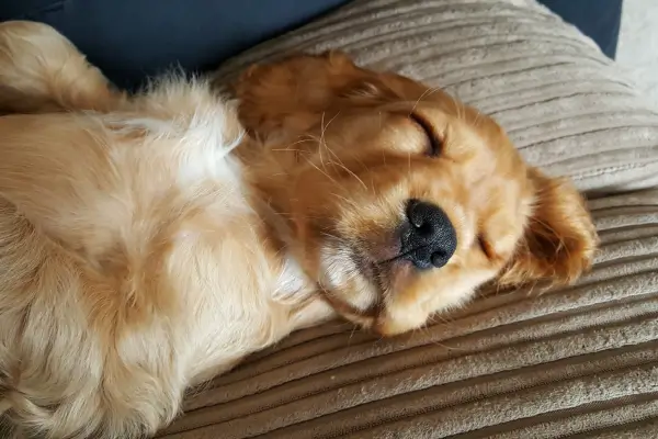 Pet Sitter: Você sabe o que é?