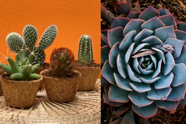 Como Cuidar de Suculentas e Cactos
