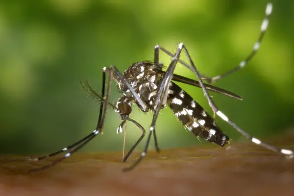 Repelente caseiro contra o mosquito da dengue